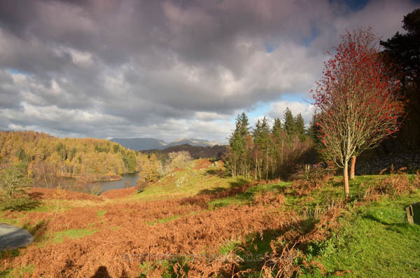 Tarn Hows