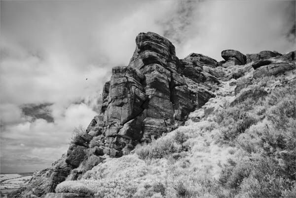 The Roaches
