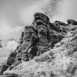 The Roaches