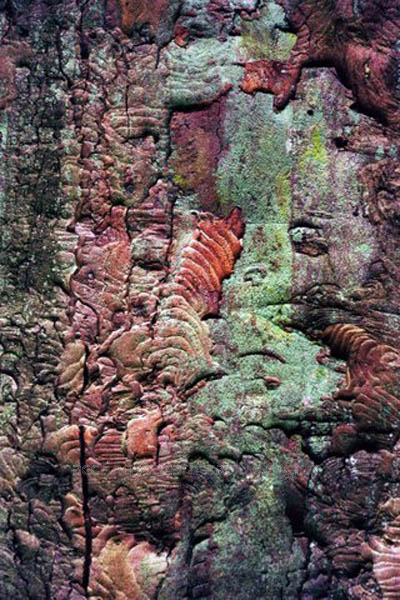 Tree Bark