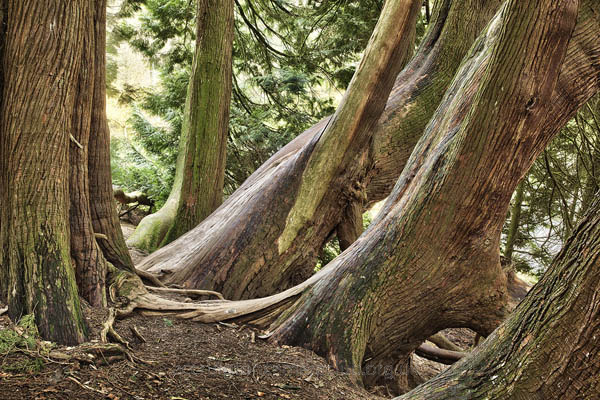 Western Red Cedar