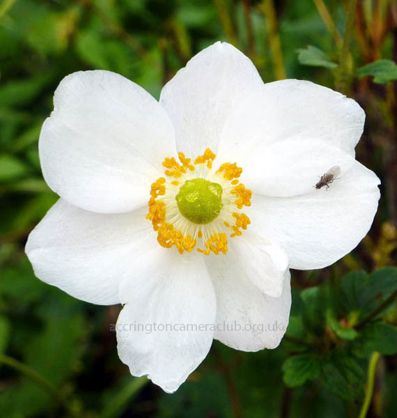 White Flower