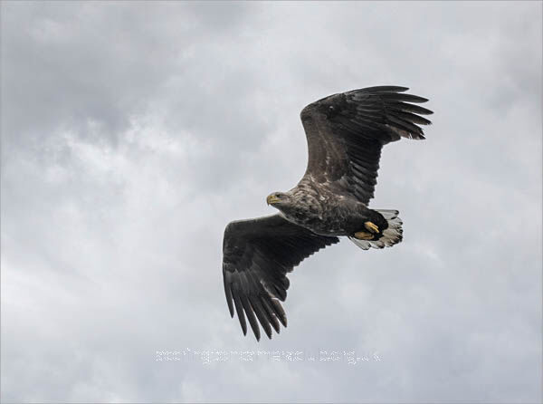 White Tailed Eagle