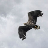 White Tailed Eagle