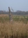 Wicken 2007