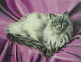 Cat on purple ground