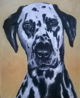 Willis the Dalmation