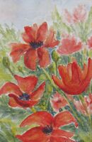 Red Poppies