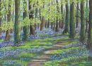 Bluebells a Plenty