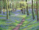 Bluebells a Plenty in the Woods