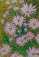 Daisies Abound