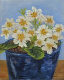 Primrose Delight