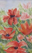 Red Poppies