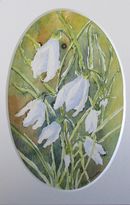 Snowdrops