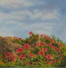 Wild Poppies