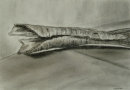 Bark Study