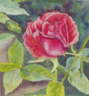 Red Rose