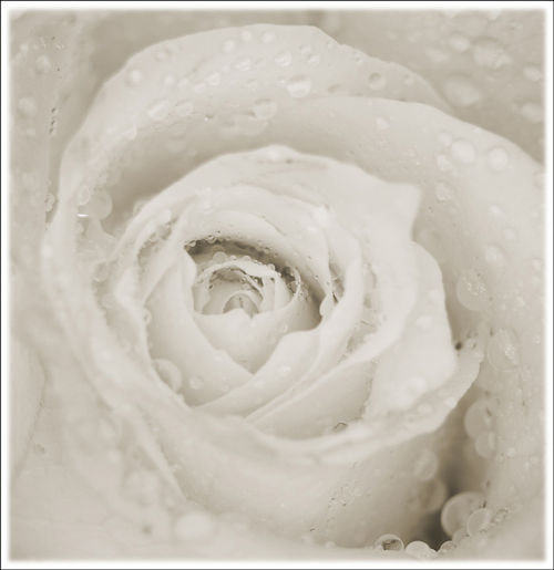 Rose - Study 2