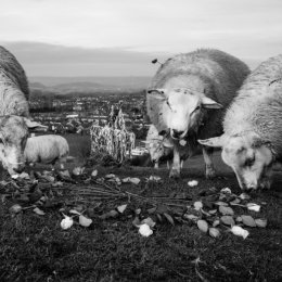 ©GavinMaxwell G1217004 L1002739