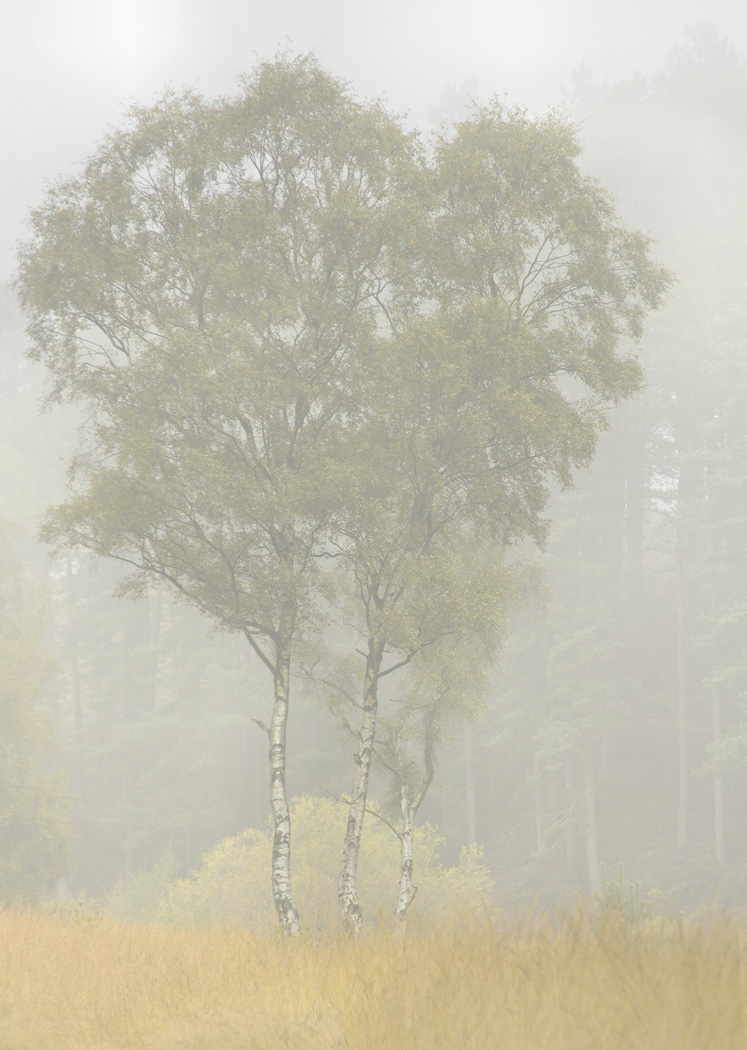 Birches in the mist