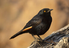 Pale winged Starling