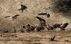 Vultures at kill