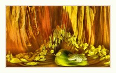 iceland poppy abstract 2