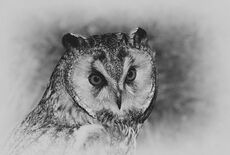Long eared owl