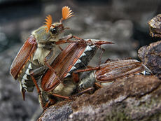 mating cockchafers