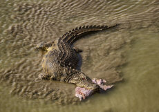 nile croc with kill