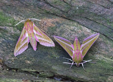 pair of elephant hawk moths