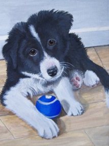 Collie pup pet portrait from photo