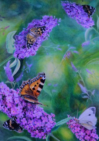 Butterfly picture
