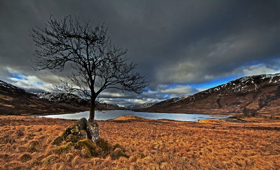 Tree at Loch Arklet
