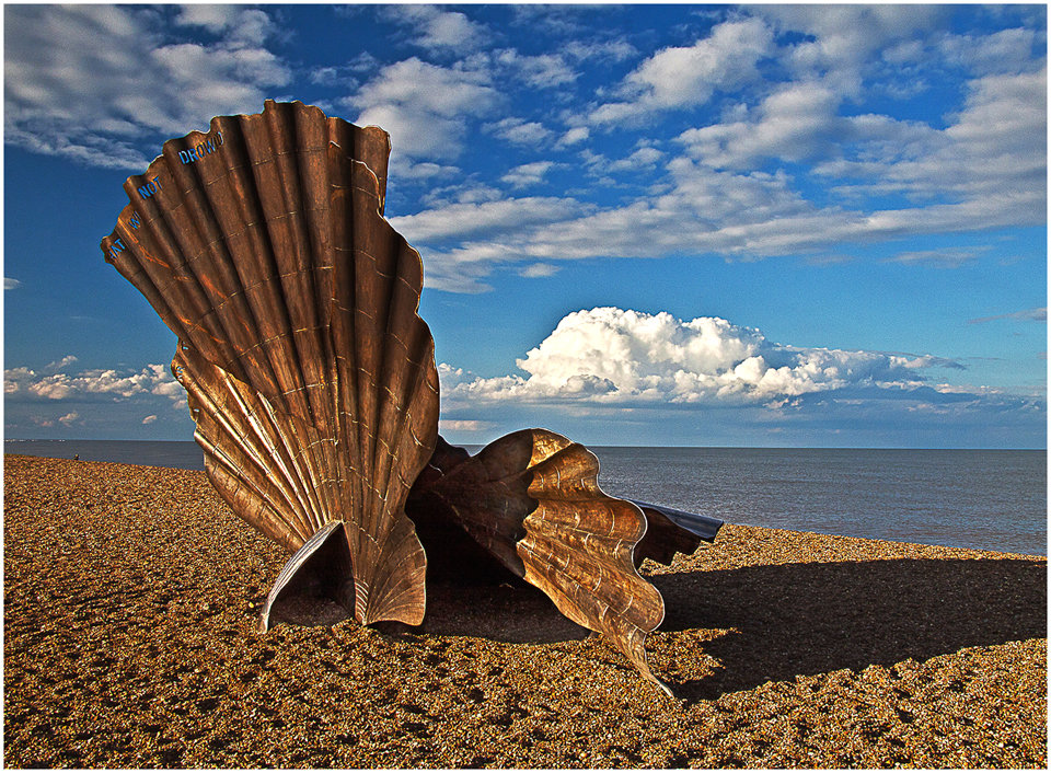 Scallop on The Beach