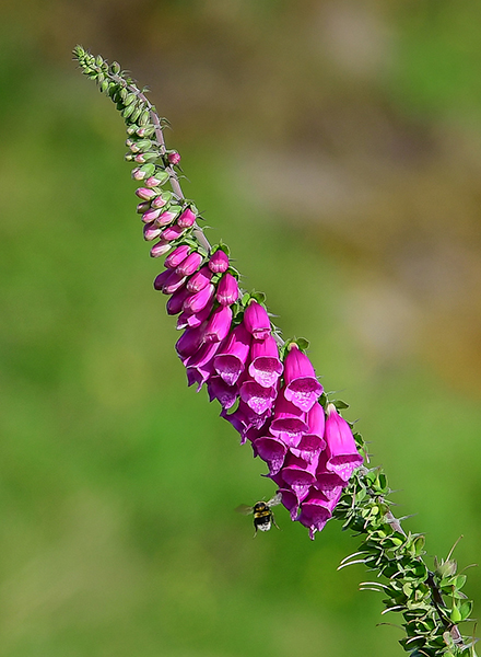 Foxglove