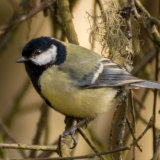 3rd Introductory: Great Tit: Fiona McFetridge
