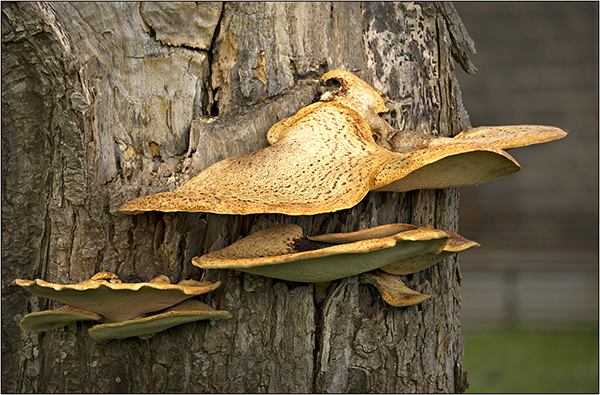 Saddle Fungus