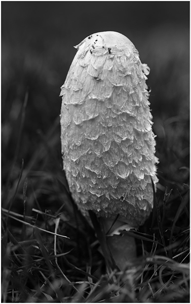 Shaggy Ink Cap