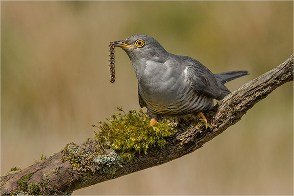 Cuckoo