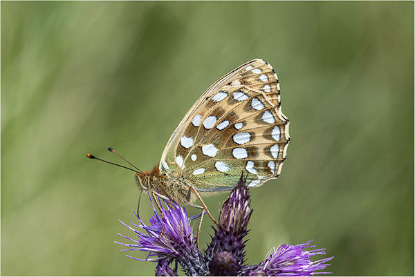 Dark Green Fritillary