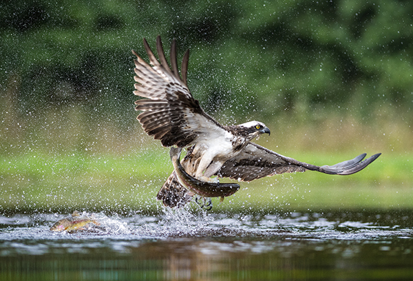 Osprey with Catch