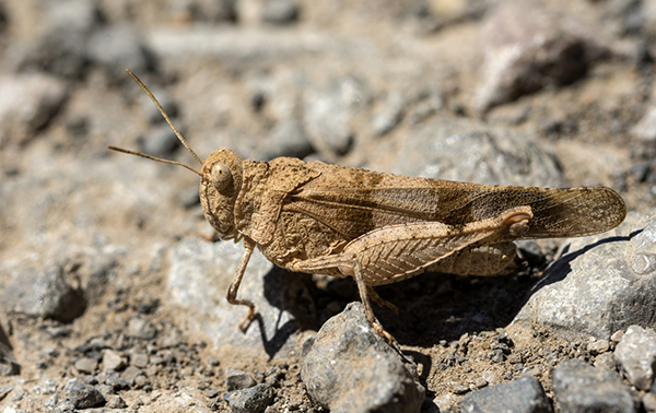 Grasshopper