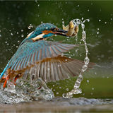Kingfisher with Minnows