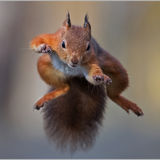 Super Squirrel