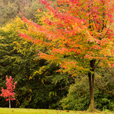 October - Autumn near Lochermill