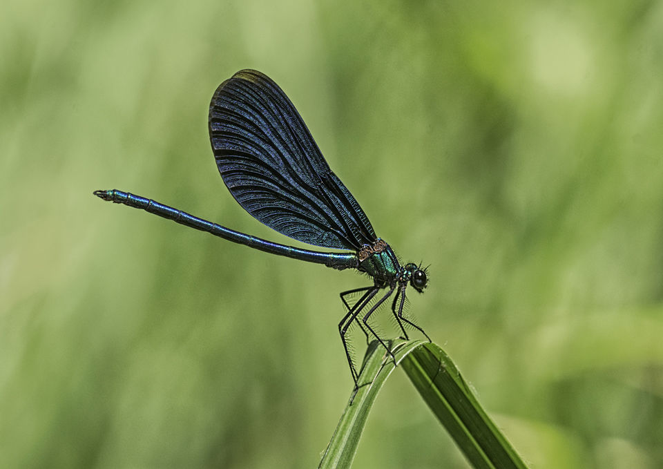 Beautiful Demoiselle