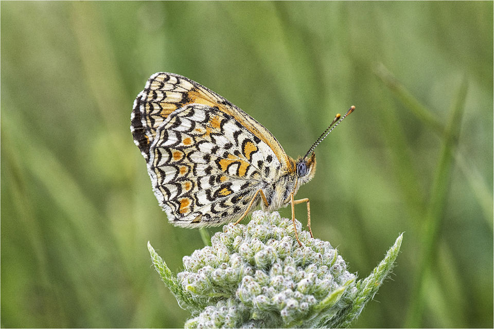 Knapweed Fritillary