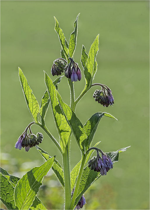 Comfrey