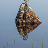 4th Intermediate: Island reflections: David Scott